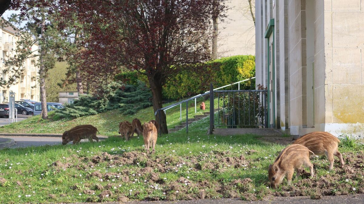 Près de Paris, les sangliers gagnent du terrain en ville : « C’est Verdun, chez nous ! »