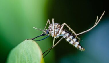 cet automne, stoppons l'invasion tous ensemble grâce ces gestes simples