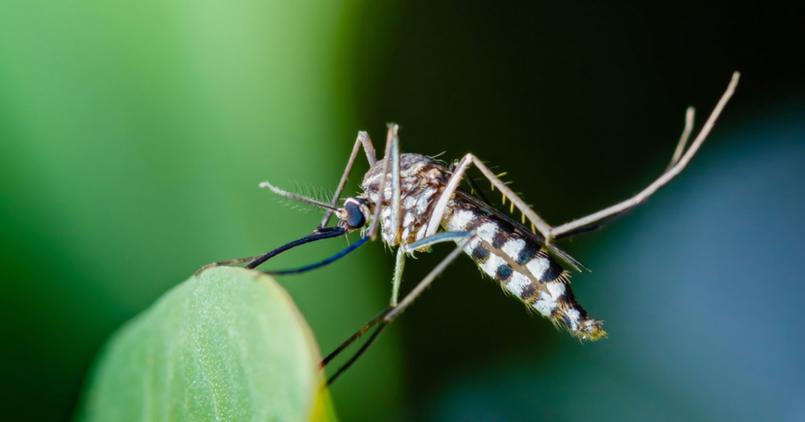 cet automne, stoppons l'invasion tous ensemble grâce ces gestes simples