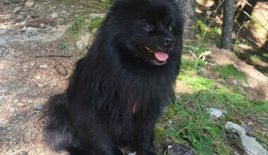 « Némo a été dévoré en pleine rue » : une plainte déposée après l’attaque d’un chien à Paris