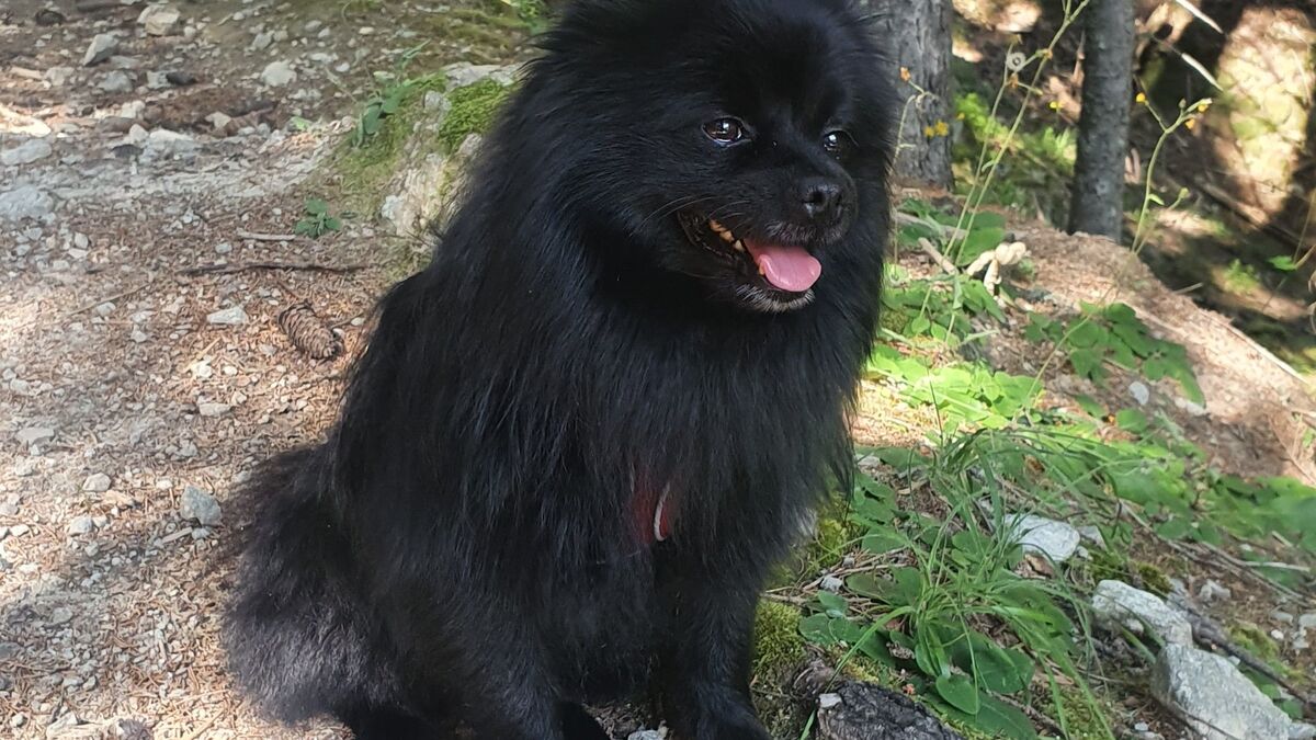 « Némo a été dévoré en pleine rue » : une plainte déposée après l’attaque d’un chien à Paris