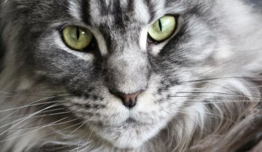 Une rivière en crue envahit leur pension de chats en quelques minutes : « C’était le