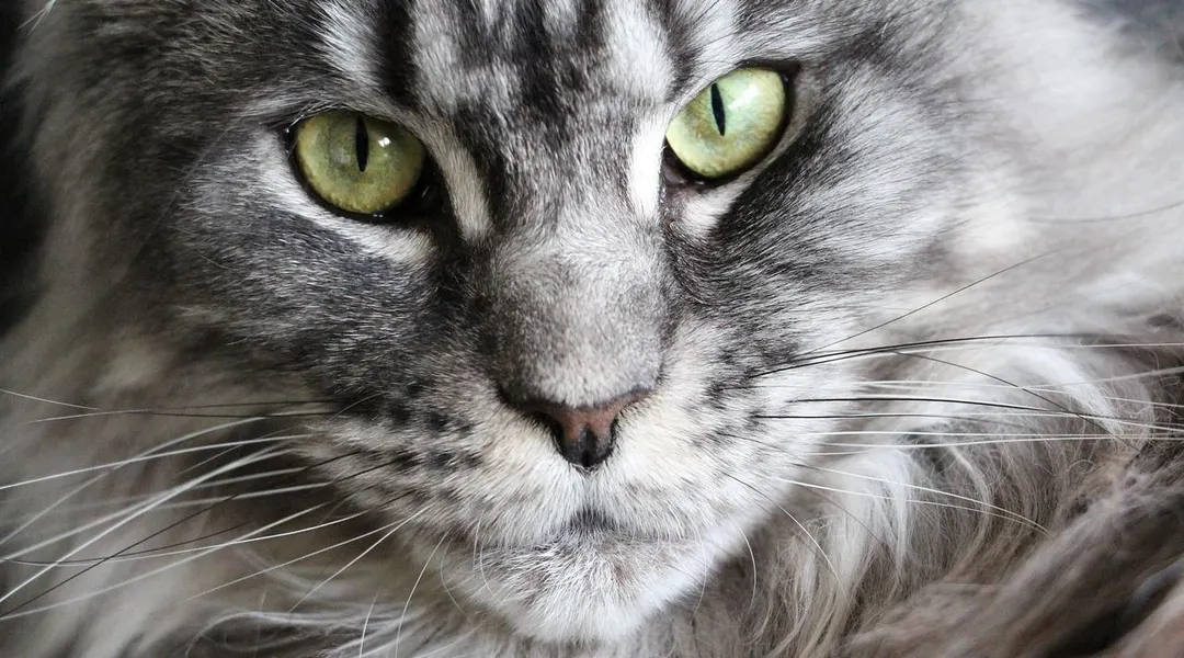 Une rivière en crue envahit leur pension de chats en quelques minutes : « C’était le