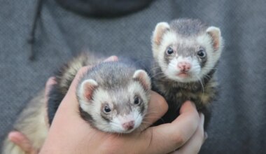 Protection animale : ce forum va réunir une dizaine d’associations près de Rennes