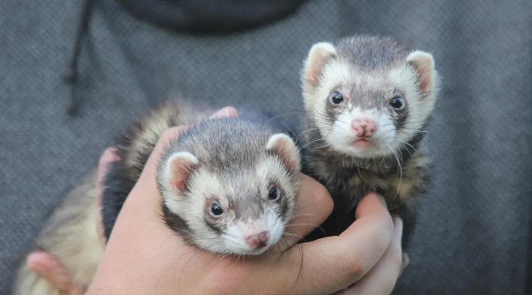 Protection animale : ce forum va réunir une dizaine d’associations près de Rennes