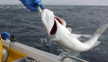 De 100 € à 200 € pour les licences de pêche au bar : la justice administrative annule la