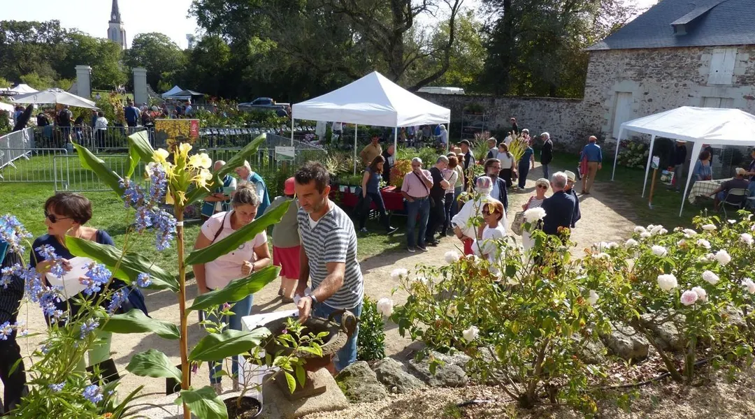 Pépites botaniques ce dimanche au sud de Nantes