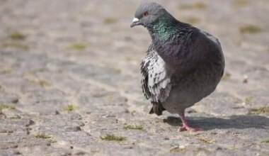 Pourquoi autant de pigeons n’ont-ils qu’une seule patte ?