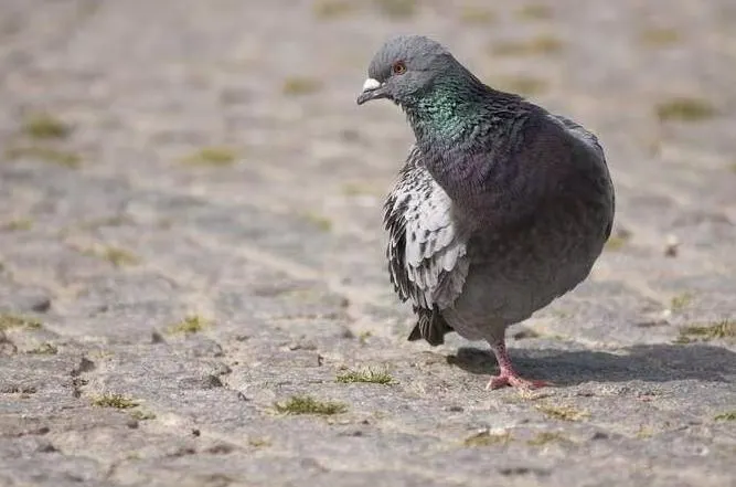 Pourquoi autant de pigeons n’ont-ils qu’une seule patte ?