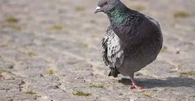 photo  l’homme et la pollution seraient en partie responsables des mutilations des pigeons, en centre-ville.  ©  photo d’illustration : jakobdam/istock)
