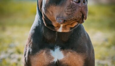 Dans le vignoble de Nantes, une femme enceinte grièvement blessée par son chien