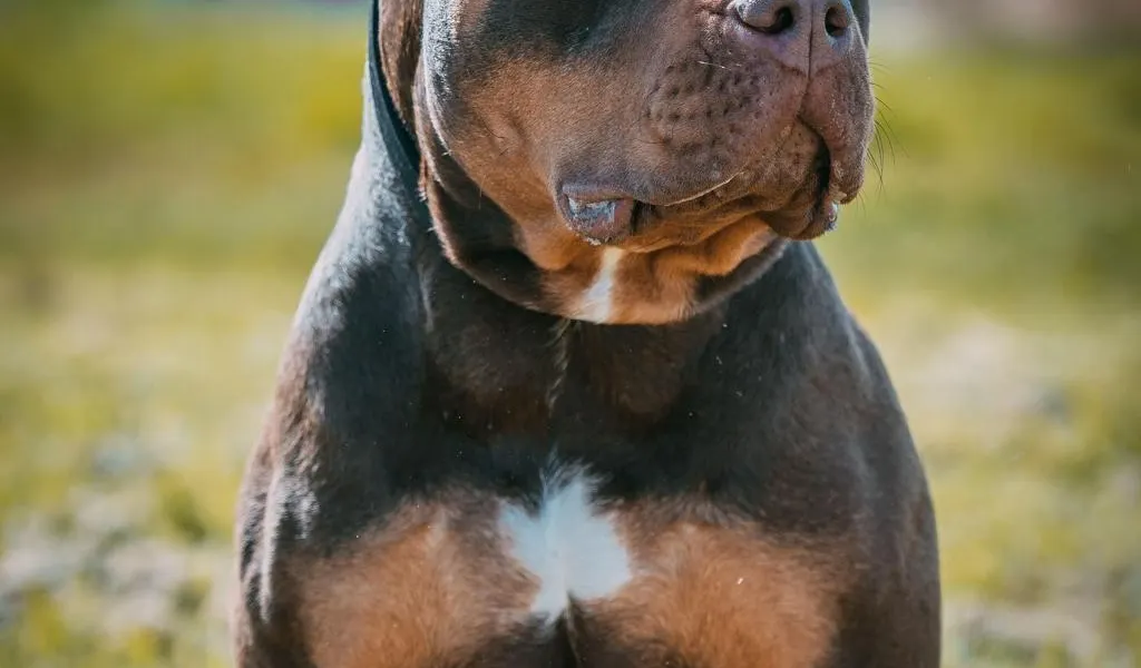 Dans le vignoble de Nantes, une femme enceinte grièvement blessée par son chien
