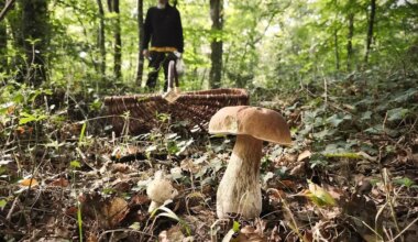 Ils consomment des champignons et sont hospitalisés pour « des intoxications graves »