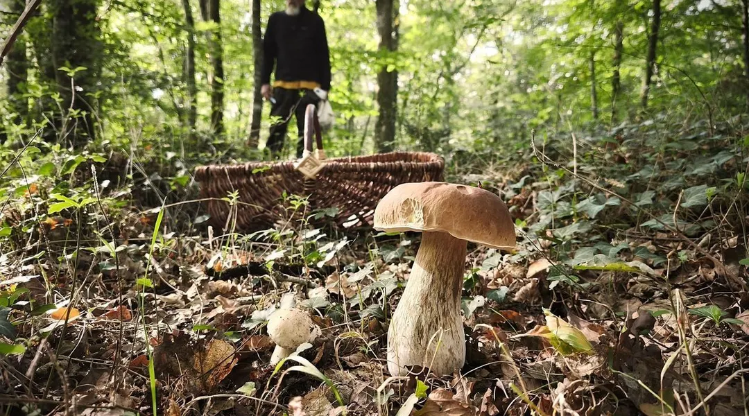 Ils consomment des champignons et sont hospitalisés pour « des intoxications graves »