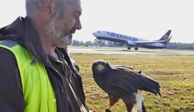 À l’aéroport de Nantes, des rapaces au service de la sécurité aérienne