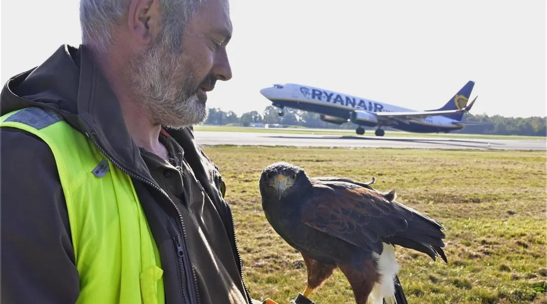 À l’aéroport de Nantes, des rapaces au service de la sécurité aérienne