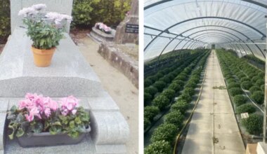 Nantes. Au Vertige : des fleurs locales pour la Toussaint. Sport