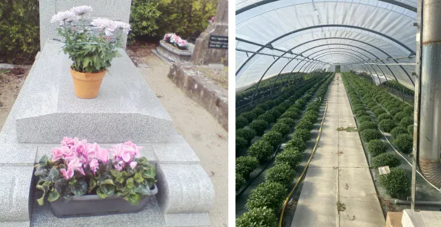 Nantes. Au Vertige : des fleurs locales pour la Toussaint. Sport