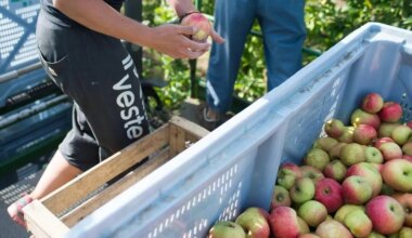 À Rennes, un événement pour redorer l’image de marque du cidre