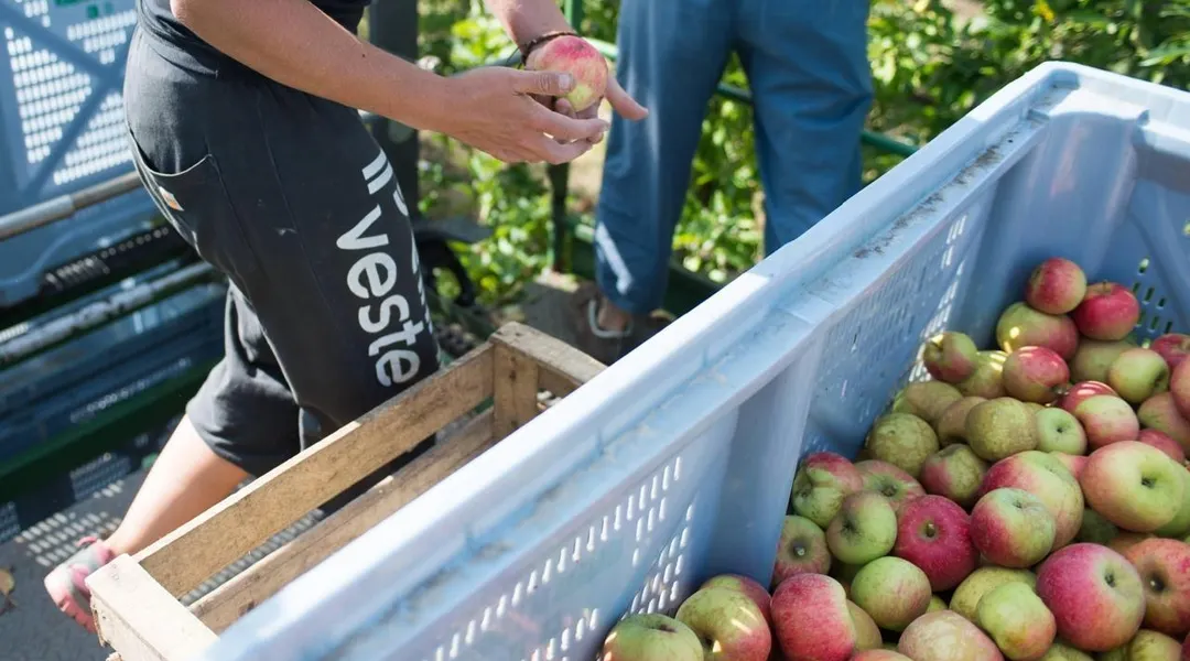 À Rennes, un événement pour redorer l’image de marque du cidre