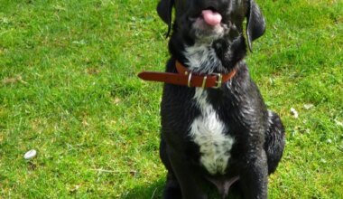 Dans ce parc, les chiens ont enfin leur coin de liberté