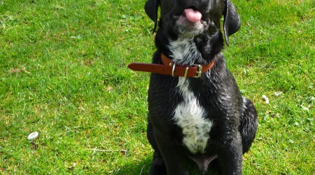 Dans ce parc, les chiens ont enfin leur coin de liberté