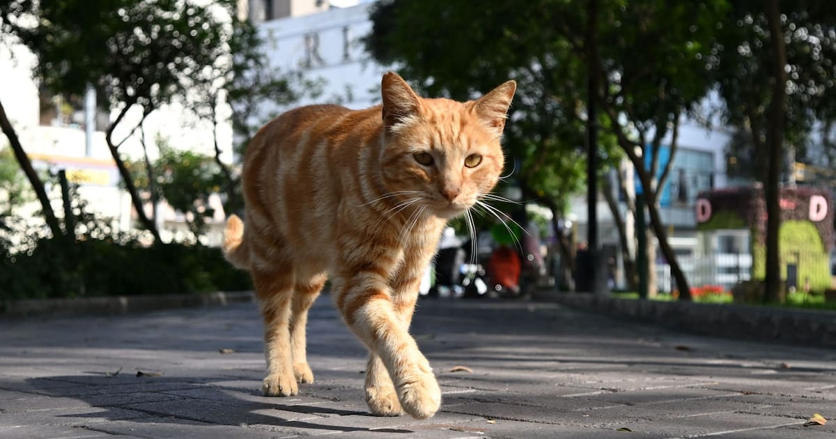 «Empêcher les chats d’aller chez le voisin, c’est quasiment impossible» : la condamnation d’un chat pose question - Libération