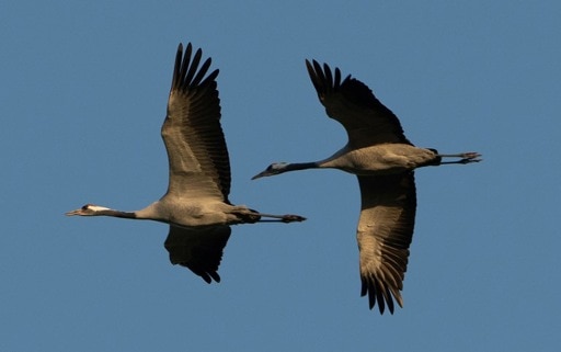 Mortalité massive de grues cendrées due à la grippe aviaire en Allemagne