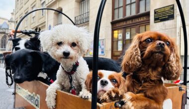 « Ici, les chiens sont parmi les plus heureux du monde » : brunch, spas, joujoux… Paris, capitale du toutou