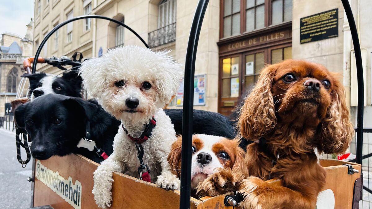 « Ici, les chiens sont parmi les plus heureux du monde » : brunch, spas, joujoux… Paris, capitale du toutou