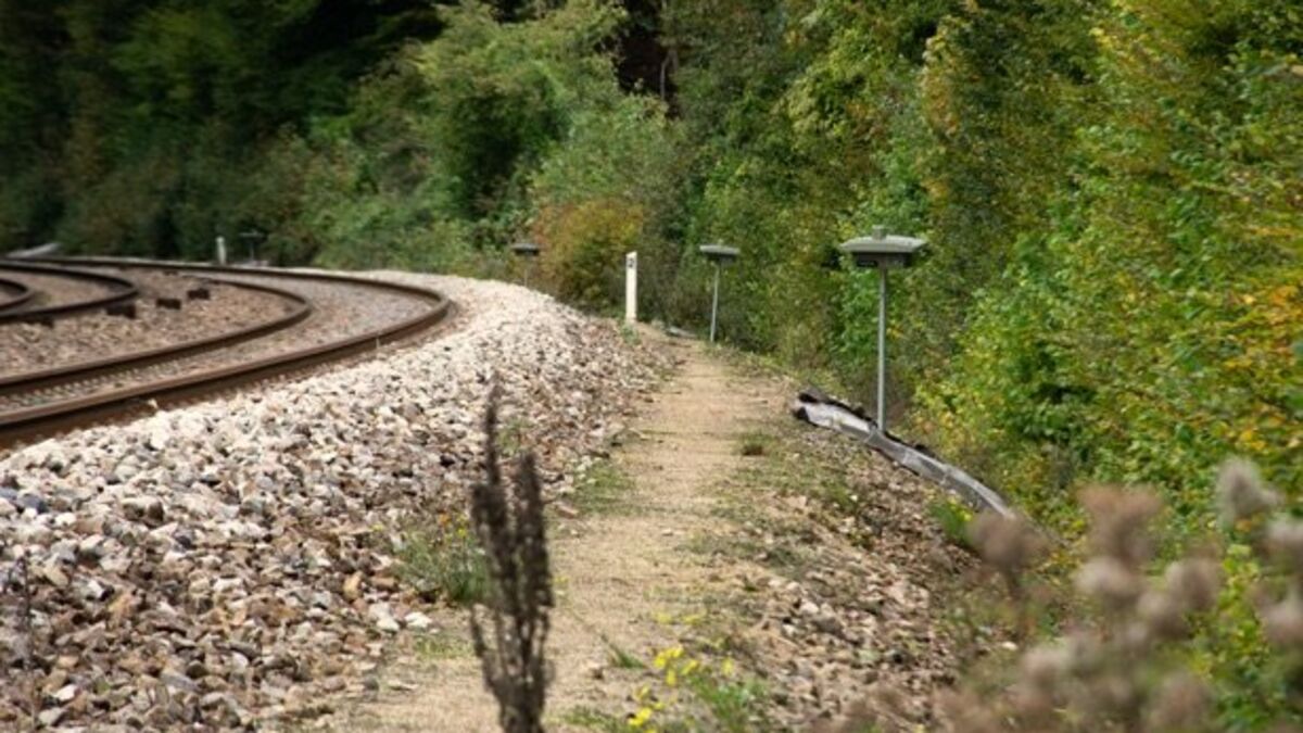 Un « son et lumière » pour éviter les collisions entre train et animaux sauvages