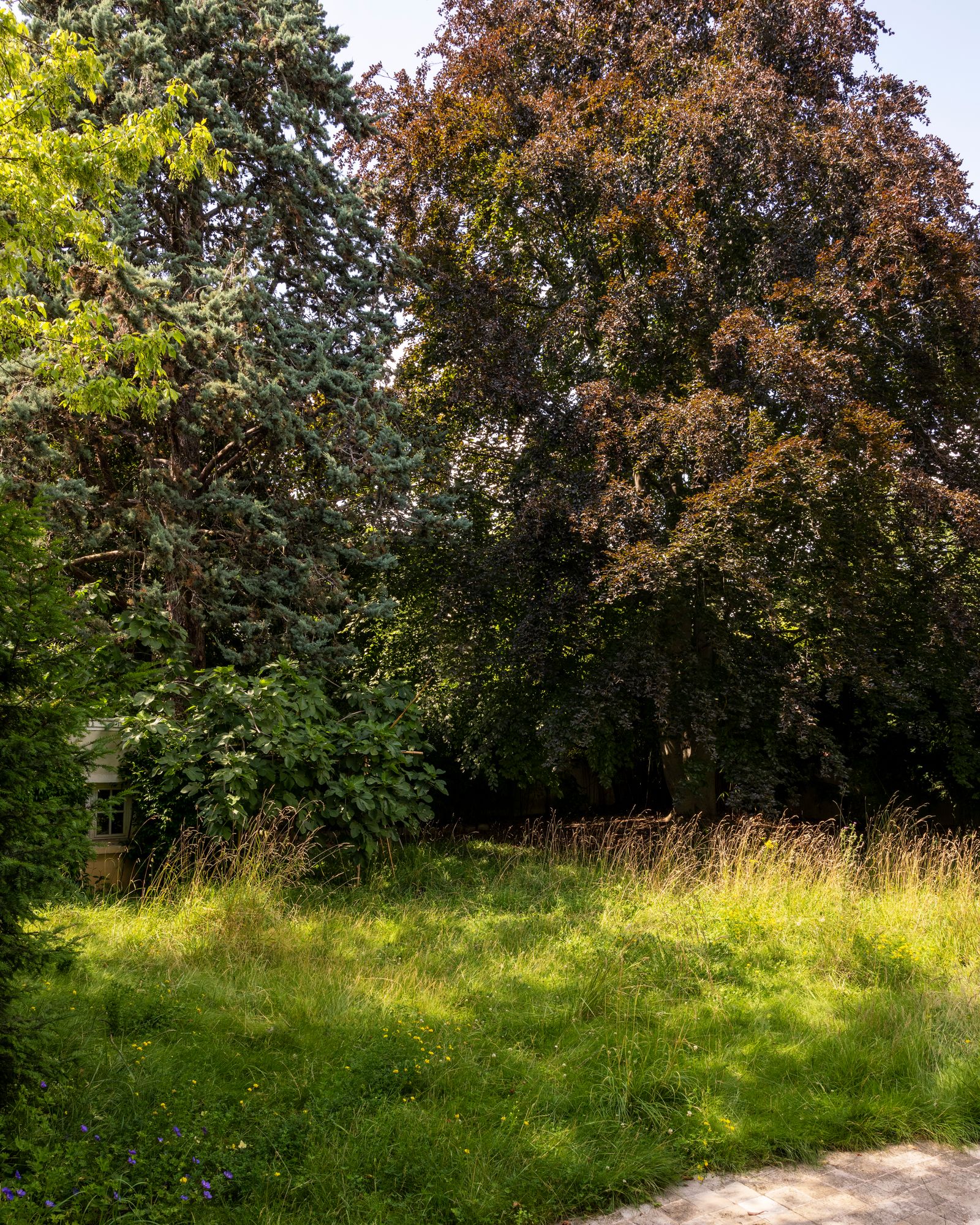 Un grand hêtre pourpre un pin de Californie et un figuier dissimulent le deuxième atelier de Jean Grisoni.
