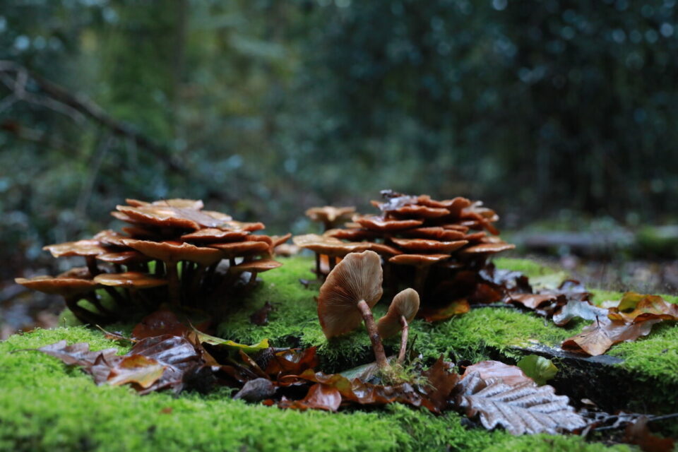 Mortelle, la galère marginée est un champignon avec une nutrition saprotrophe. Il se nourrit de bois mort, comme cette souche.