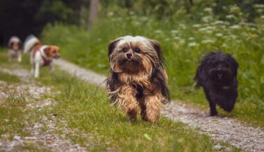 Chiens, chats… Marcq-en-Barœul propose un grand salon autour des animaux ce dimanche