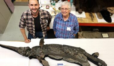 Des chercheurs britanniques découvrent un incroyable reptile préhistorique «de la taille d’un dauphin»