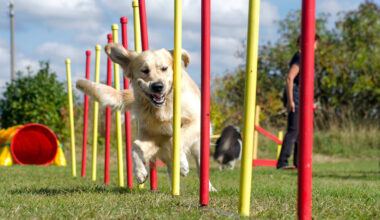 Agility, sauvetage en mer, premiers secours... Ce samedi, Toulon fête les chiens