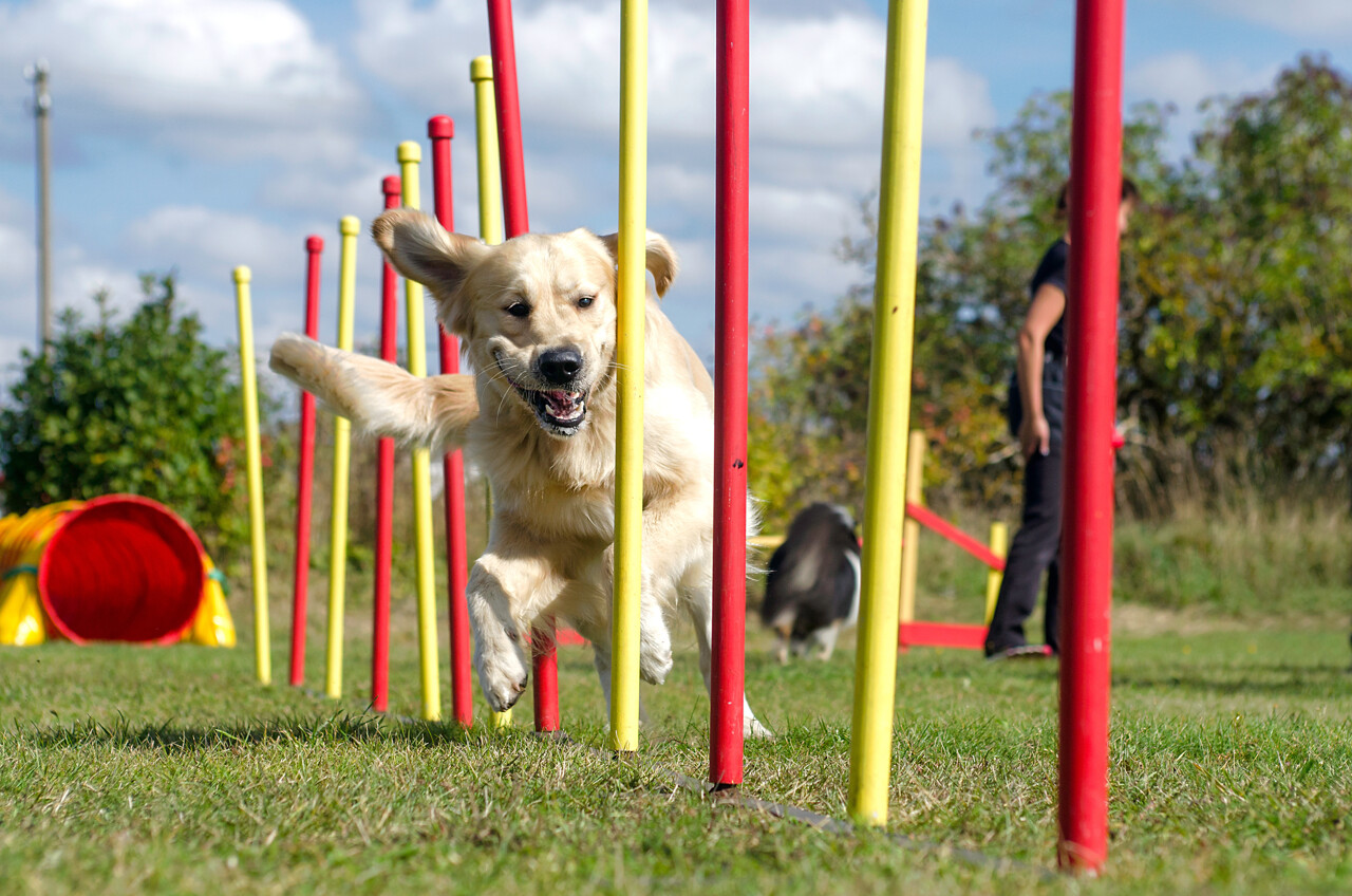 Agility, sauvetage en mer, premiers secours... Ce samedi, Toulon fête les chiens