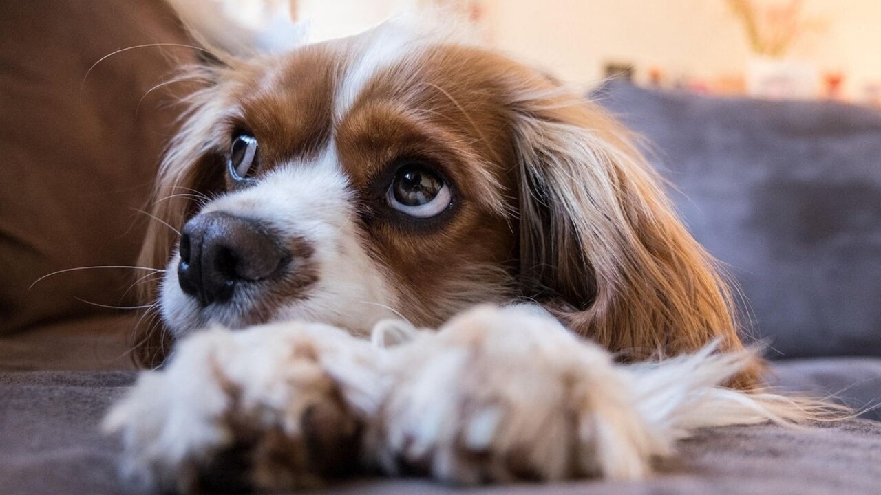 Rouen. Un pit bull attaque son petit chien et le tue : une enquête en cours