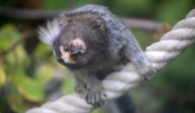 Singes échappés d'un laboratoire près de Strasbourg : dix ouistitis sont toujours dans la nature
