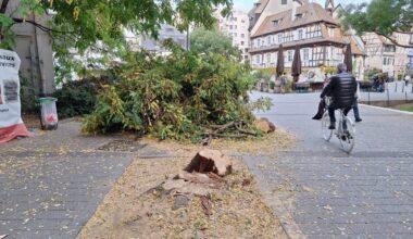 voici pourquoi cet arbre de la place de Zurich a été abattu