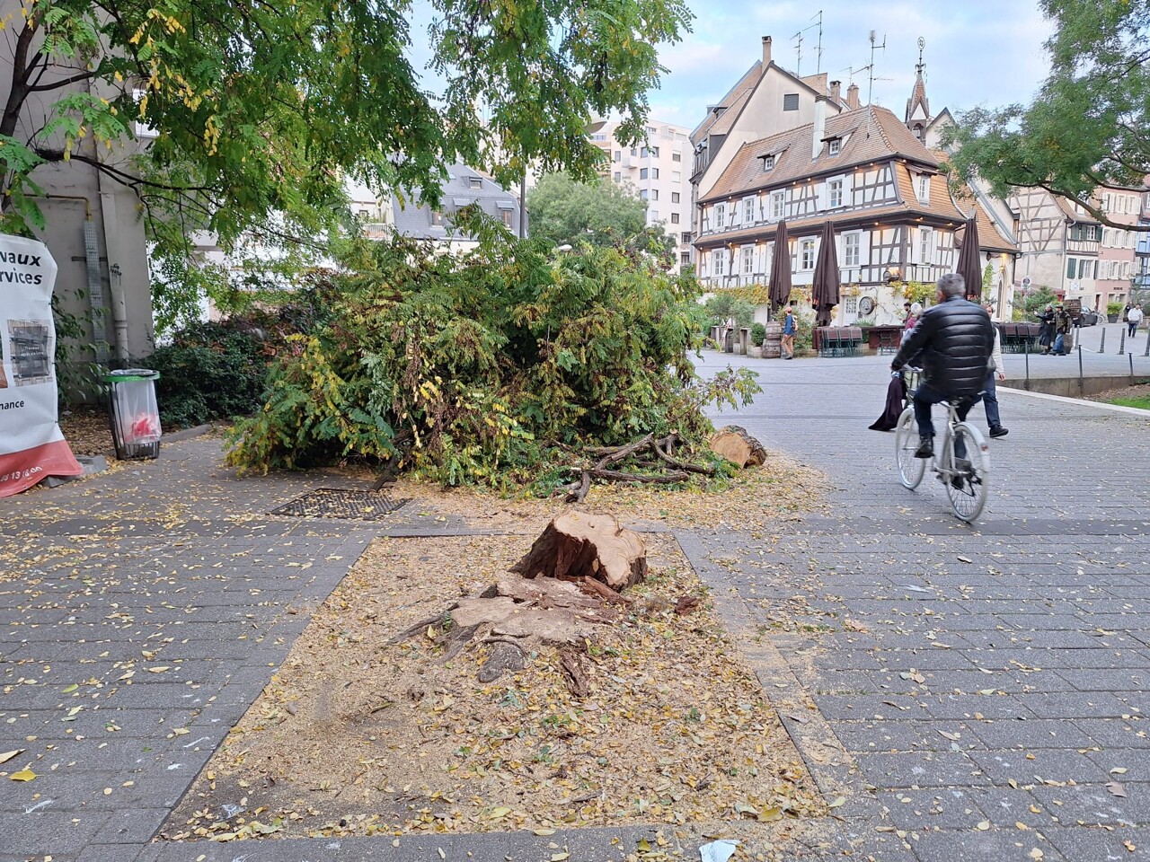 voici pourquoi cet arbre de la place de Zurich a été abattu