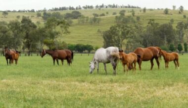 Signal inquiétant pour l'élevage : les naissances chutent de 10% en un an au Royaume-Uni et en Irlande