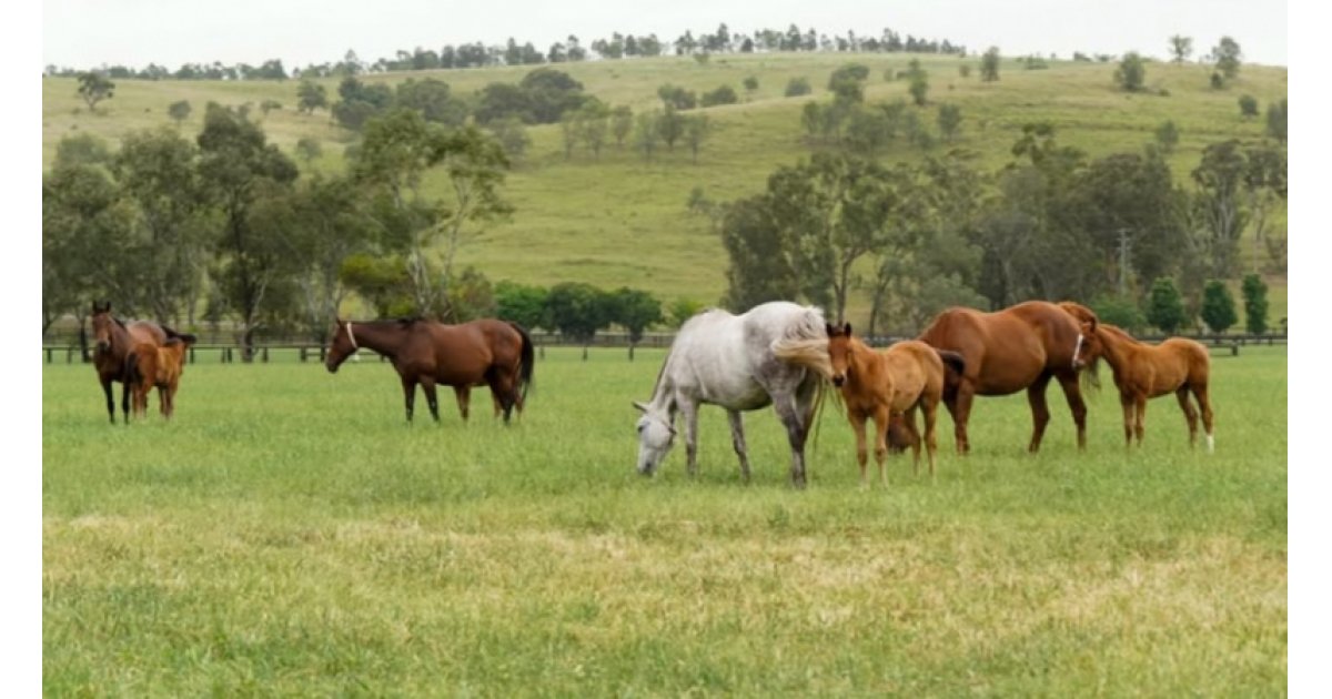 Signal inquiétant pour l'élevage : les naissances chutent de 10% en un an au Royaume-Uni et en Irlande
