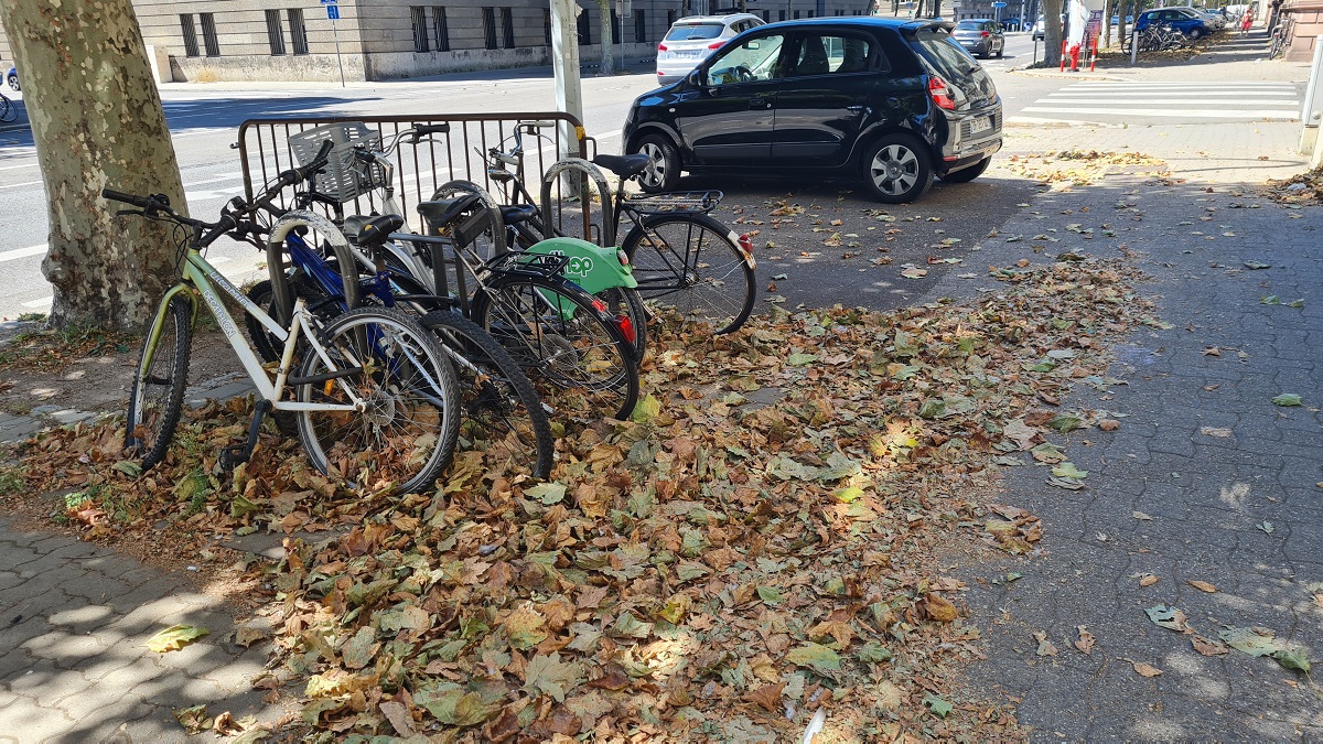 automne été feuilles mortes