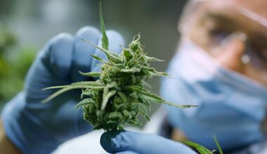 Un extrait de cannabis semble efficace contre le mal de dos