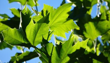 plusieurs platanes bientôt abattus à cause d’un champignon