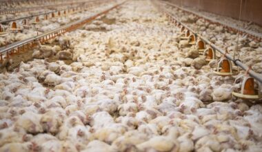 700 000 poulets par an y seraient exploités