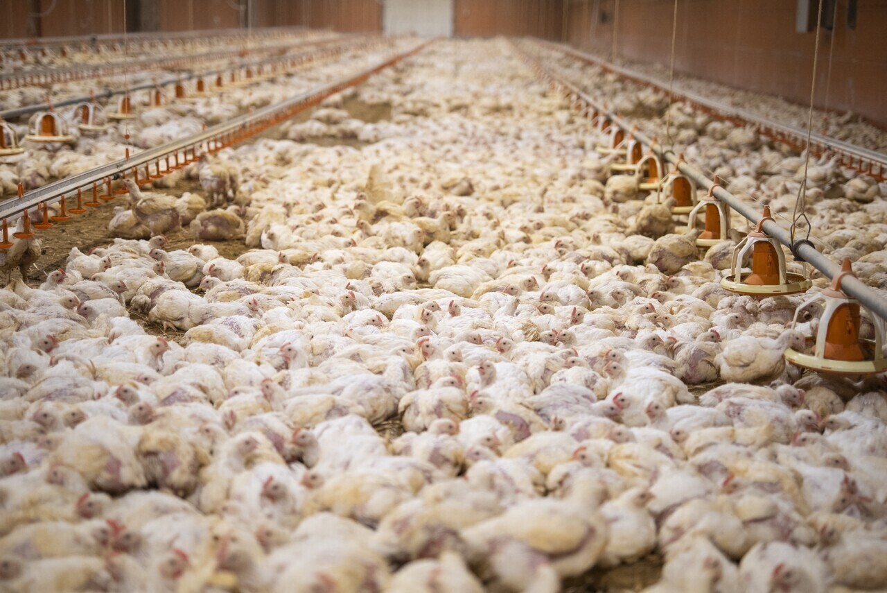 700 000 poulets par an y seraient exploités