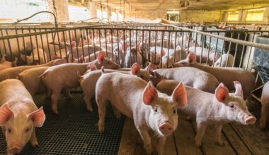 FDSEA et JA d’Ille-et-Vilaine dénoncent un écart injustifié entre le coût des aliments et les marchés