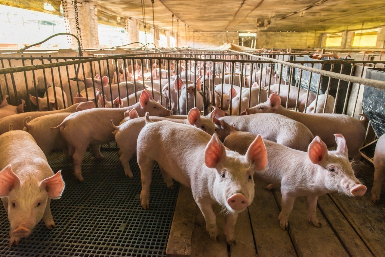 FDSEA et JA d’Ille-et-Vilaine dénoncent un écart injustifié entre le coût des aliments et les marchés